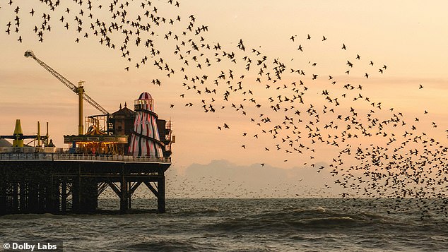 Ein Beitrag kommt aus Großbritannien – das berühmte Starenmurmeln (hier über dem Brighton Pier abgebildet)