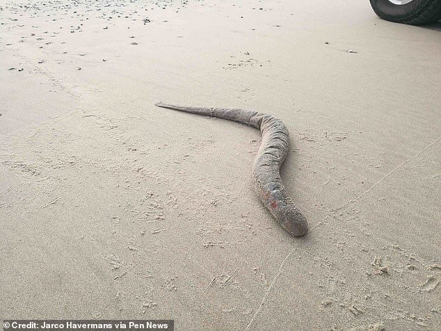 Der 26-jährige Will Miles begegnete der bizarren Kreatur letzte Woche am Strand in der Nähe von Exmouth Marina in Devon, als er nach der Arbeit einen Spaziergang machte