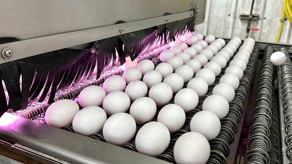 Eier werden auf dem Bauernhof gereinigt