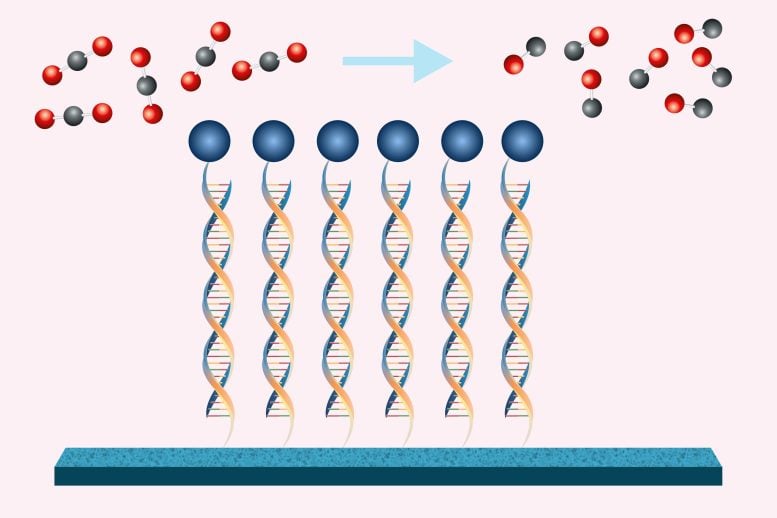 DNA-effiziente Umwandlung von Kohlendioxid in Kohlenmonoxid