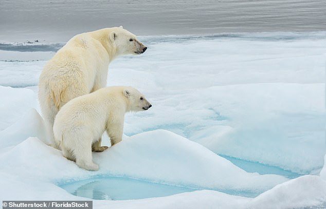 Der Nordpol hat ein blühendes Unterwasserökosystem – und Eisbären (oben) oben