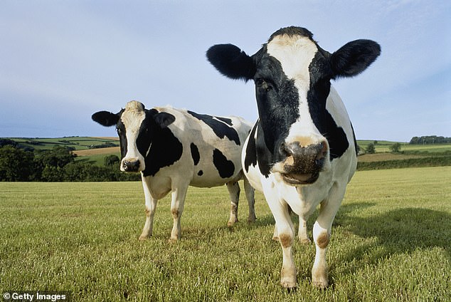 Experten befürchten, dass Infektionen bei Rindern und anderen Säugetieren das Risiko erhöhen könnten, dass sich das Virus an die Ausbreitung beim Menschen anpasst (Archivbild)