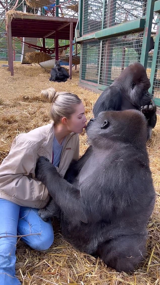 In einem online geteilten Video küsst das Model die Lippen von Tambabi, einem der Gorillas im Wildpark ihres Vaters Damian in Kent