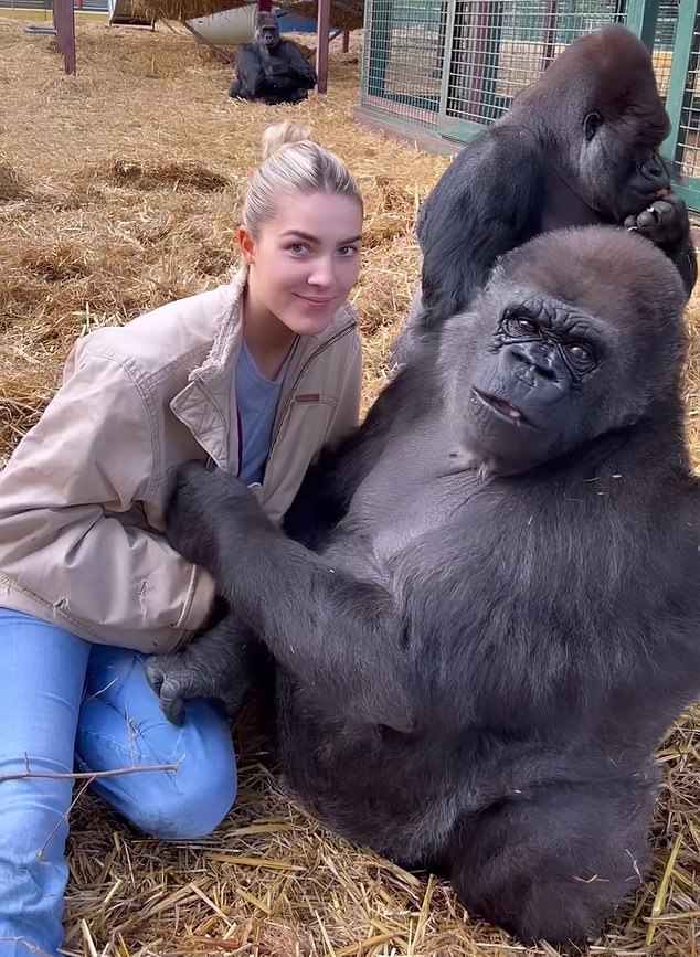 Freya Aspinall (im Bild) mit einem der Gorillas im Wildpark ihres Vaters