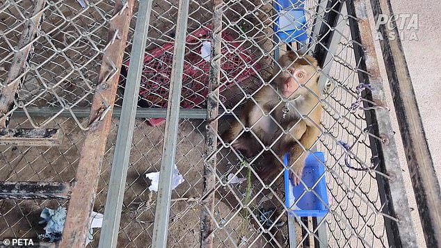 Ein Arbeiter erzählte den Ermittlern, dass die meisten Affen in der Natur ihren Familien entführt wurden, obwohl die vom Kokosnusshandel ausgebeuteten Arten bedroht oder gefährdet seien