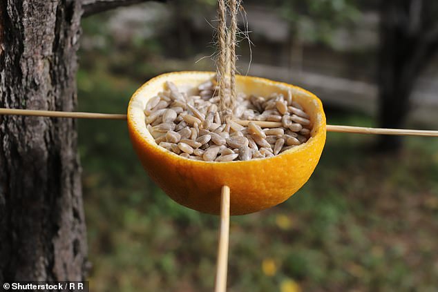 Wenn Sie eine gleichmäßige halbe Orangenschale retten können, können Sie daraus ein farbenfrohes und natürliches Vogelhäuschen herstellen