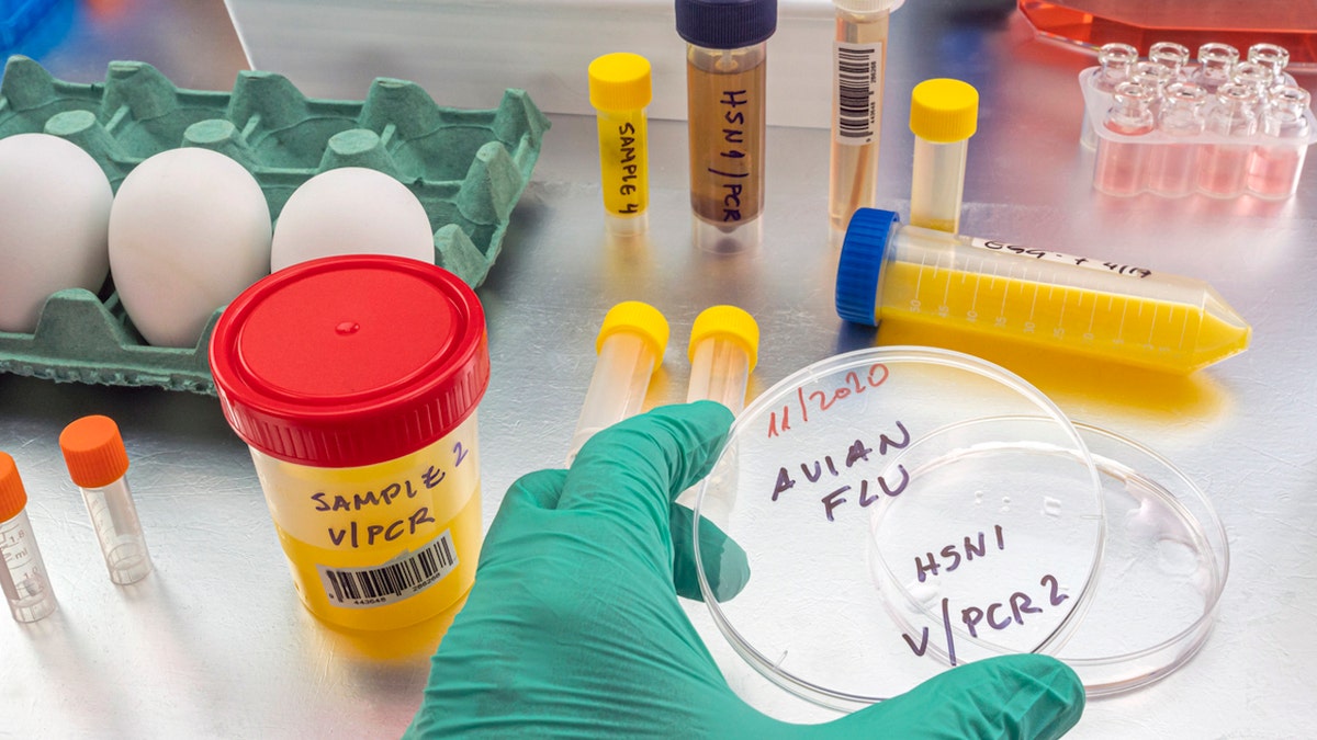 Labortests zur Vogelgrippe