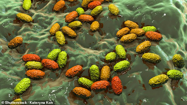 Es besteht die Befürchtung, dass das Keuchhustenbakterium Bordetella pertussis antibiotikaresistent werden könnte