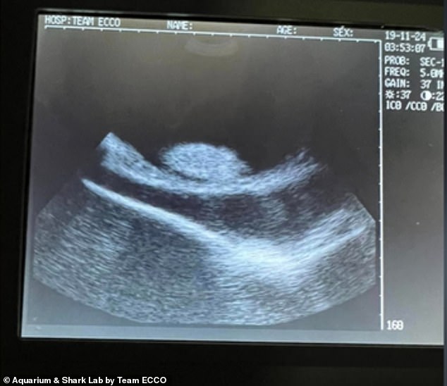 Das Aquarium sagte, Charlotte sei mit bis zu vier Welpen schwanger, aber das Sonogramm (im Bild) schien nur eines zu zeigen