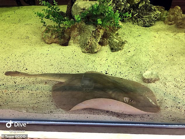 Das Aquarium & Shark Lab in Hendersonville, North Carolina, gab Anfang Februar erstmals bekannt, dass Charlotte durch unbefleckte Empfängnis schwanger sei