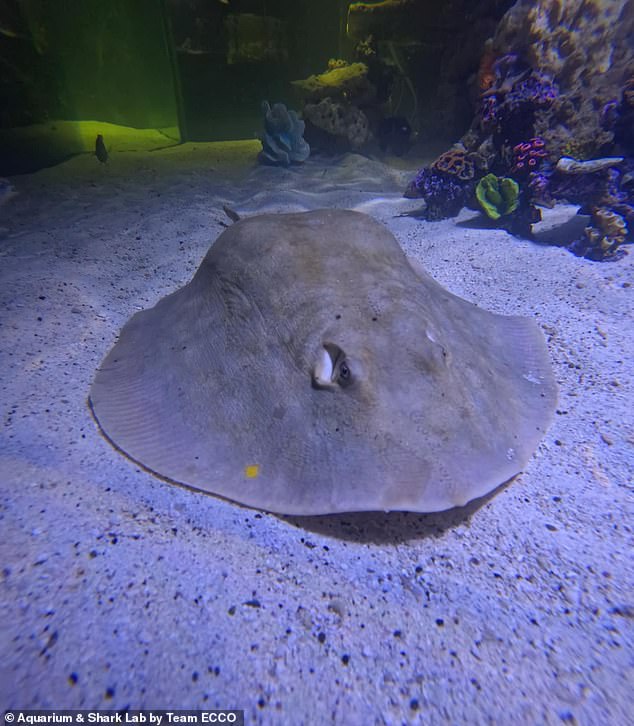 Das Aquarium informierte die Öffentlichkeit fast zwei Wochen lang nicht mehr über Charlottes Fortschritte, obwohl es versprach, jeden Mittwoch und Samstag Updates zu veröffentlichen