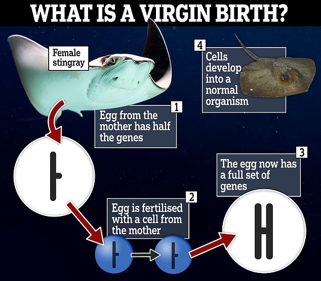 Eine Jungferngeburt findet statt, wenn ein Stachelrochen über einen längeren Zeitraum isoliert war und sich selbst klont, um einen Embryo zu produzieren