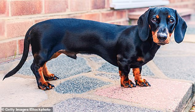 Dachshunds have been bred to accentuate harmful features - like a long, sausage-like torso - to make them appear 'cute' and more likely to be bought, fueling the breeding industry