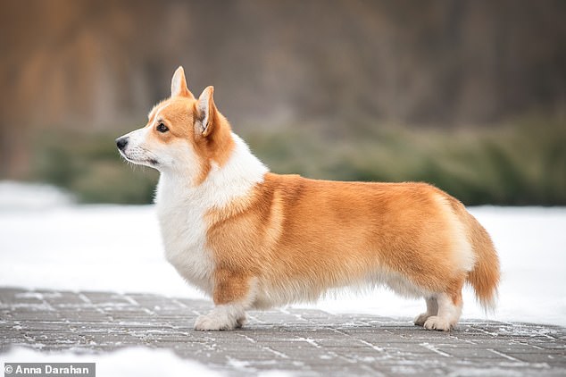According to PETA, humans breed corgis to have a genetic mutation called achondroplasia, a form of dwarfism that can lead to hip dysplasia and joint pain. They are deliberately bred to have legs that are too short for their bodies. Pictured, the red Pembroke Welsh corgi