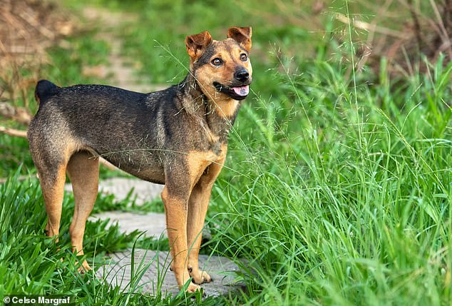 Pictured, the Brazilian terrier, one breed known for having a stumpy tail. Dog tails aid balance, fend off insects, increase or minimise scent, and even act as a communication tool