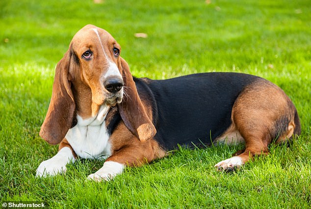 Basset Hounds have excess skin and ear length, both of which can lead to skin fold dermatitis (inflammation of the skin) or hair loss or scarring
