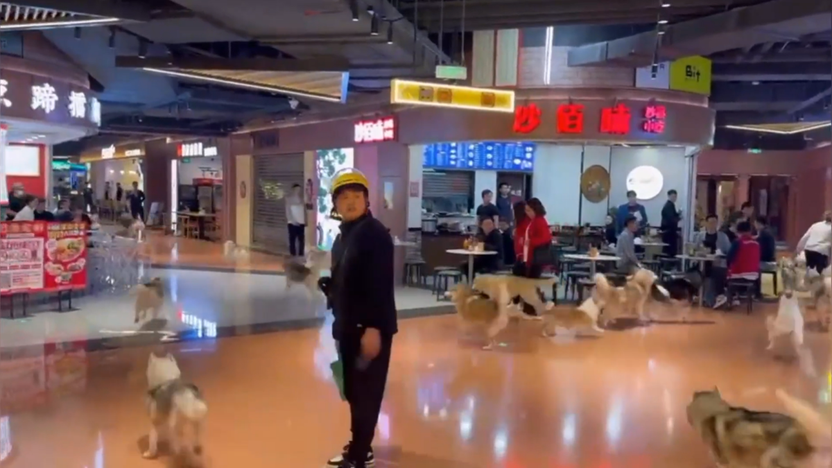 Haustiere im Einkaufszentrum