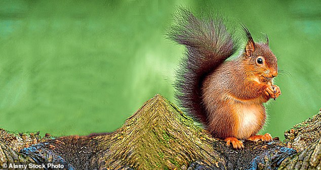 Eichhörnchenpocken haben den Großteil der Eichhörnchen im Vereinigten Königreich ausgerottet, während die Populationen im Norden Schottlands bestehen bleiben