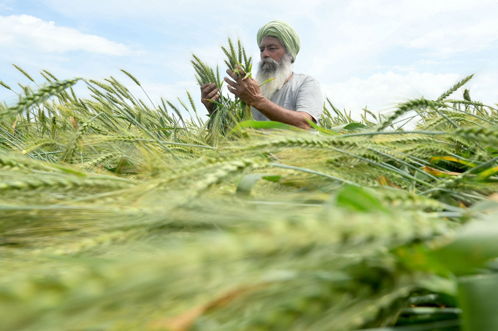Ein Bauer blickt nach starkem Regen und Wind auf einem Feld am Stadtrand von Amritsar, Indien, auf abgeflachte Weizenernten.