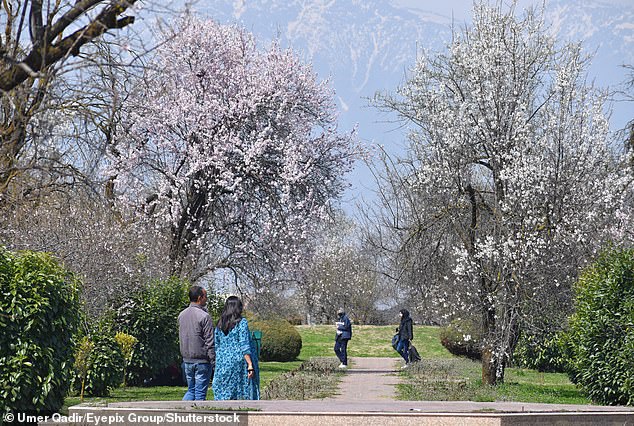 Touristen genießen die Mandelblütenbäume im frühen Frühling im Badawari-Garten am 20. März 2024 in Srinagar, Indien