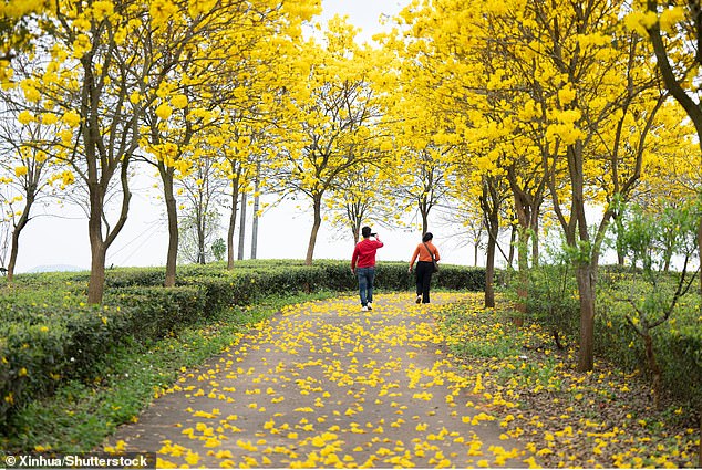 Touristen im Kreis Cangwu der Stadt Wuzhou im südchinesischen Autonomen Gebiet Guangxi der Zhuang, 27. März 2024