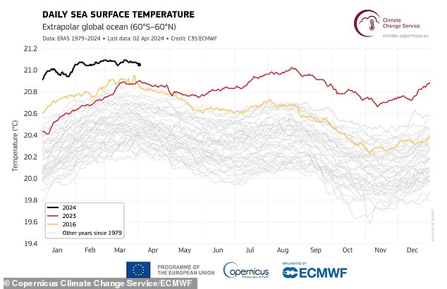 Diese Grafik zeigt die tägliche Meeresoberflächentemperatur (°C) im Durchschnitt für 2016 (gelb), 2023 (rot) und 2024 (schwarze Linie).  Alle anderen Jahre zwischen 1979 und 2022 werden mit grauen Linien dargestellt