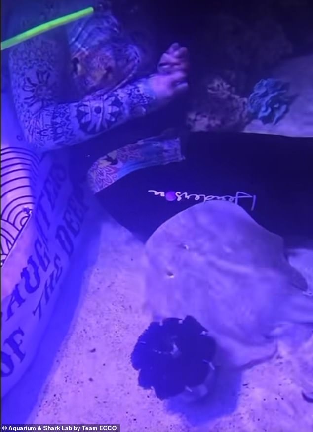 In einem auf der Facebook-Seite von Team ECCO geposteten Video wird Charlotte gezeigt, wie sie im Aquarium von einem Taucher gefüttert wird.  Das Personal des Aquariums versicherte der Öffentlichkeit, dass sie und die sich entwickelnden Babys gesund seien.