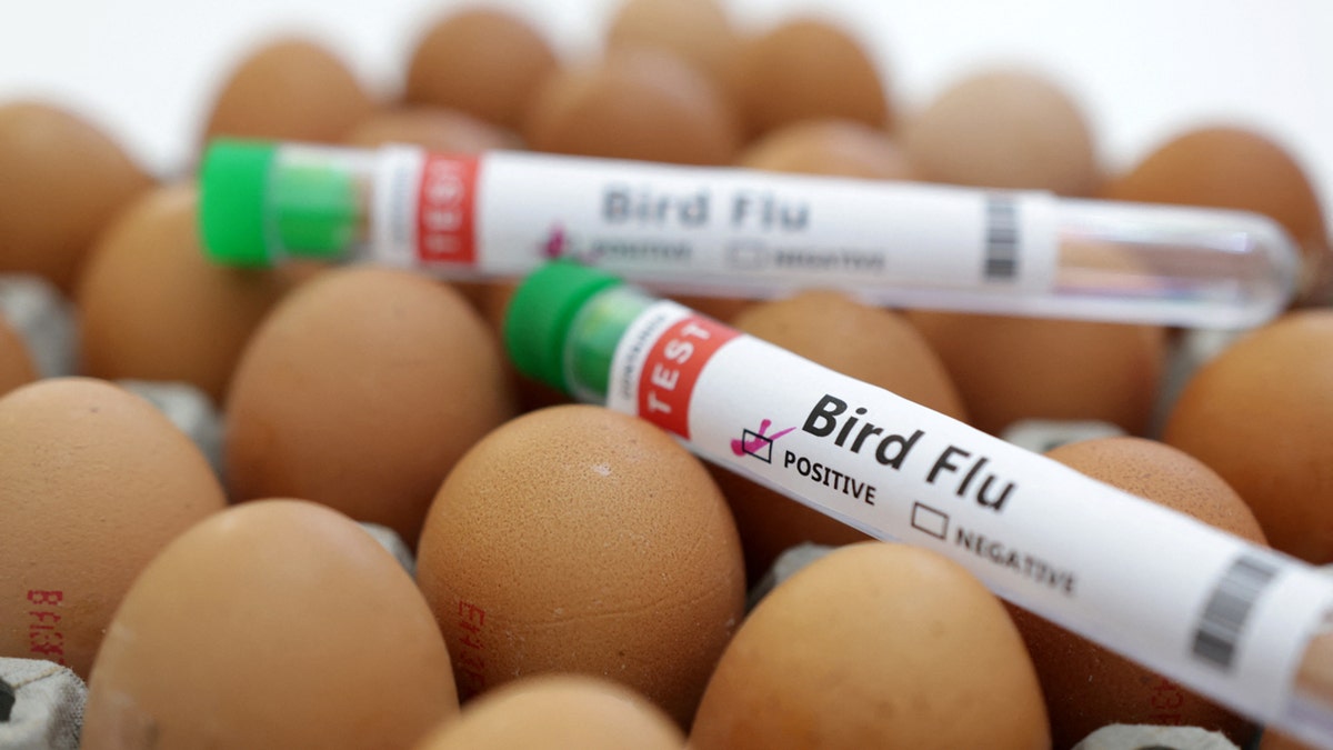 Impfung gegen Vogelgrippe