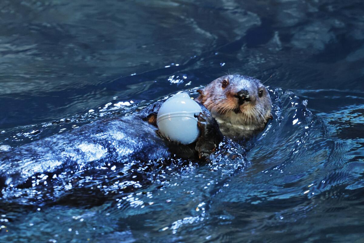 Ein Seeotter schwimmt im Otterlebensraum im Aquarium of the Pacific in Long Beach. 