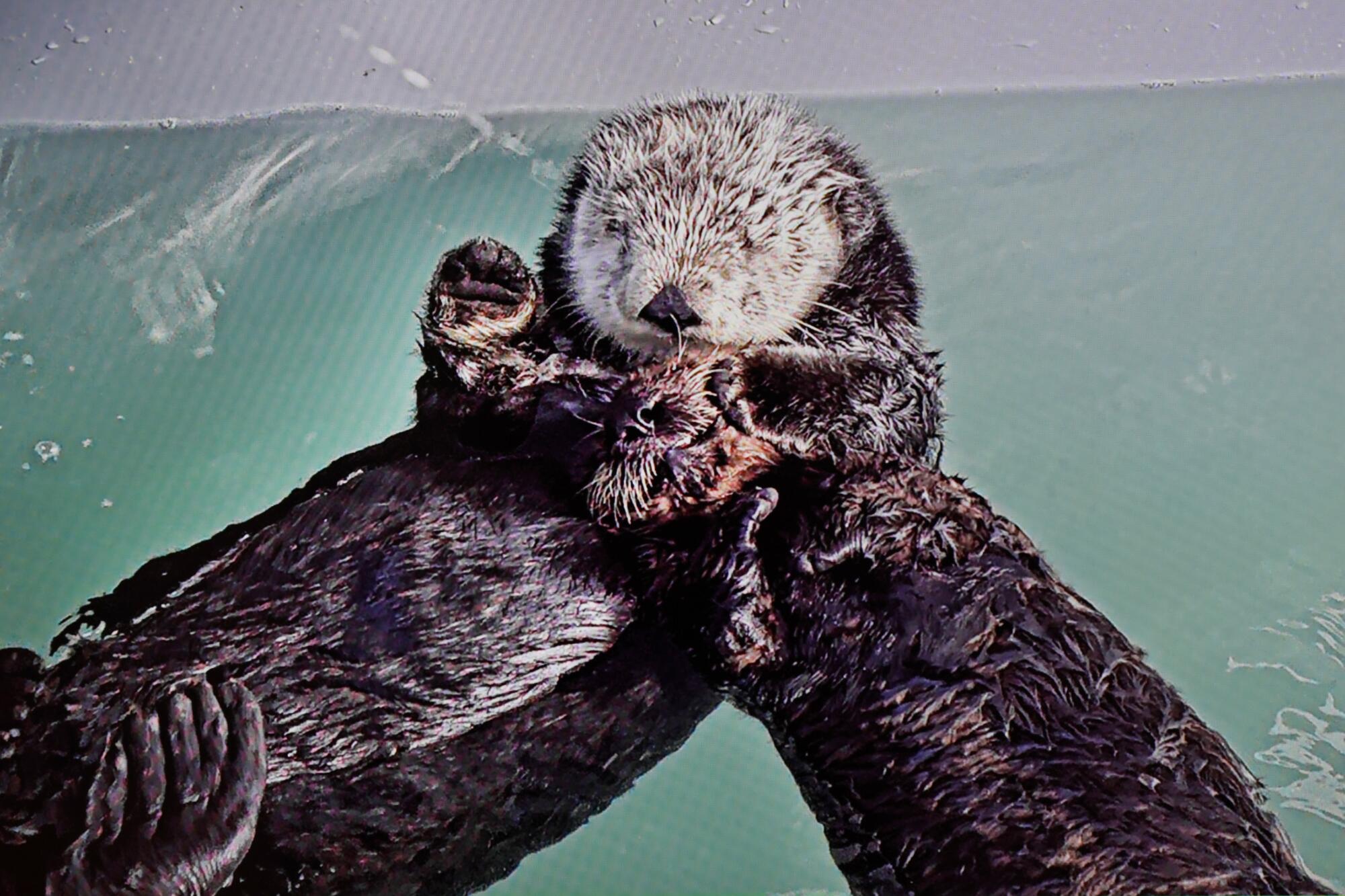 Ein Foto von einem Fernsehbildschirm eines 4 Monate alten Otterwelpen namens 968, rechts, mit Millie in einem besonderen Lebensraum für Seeotter.