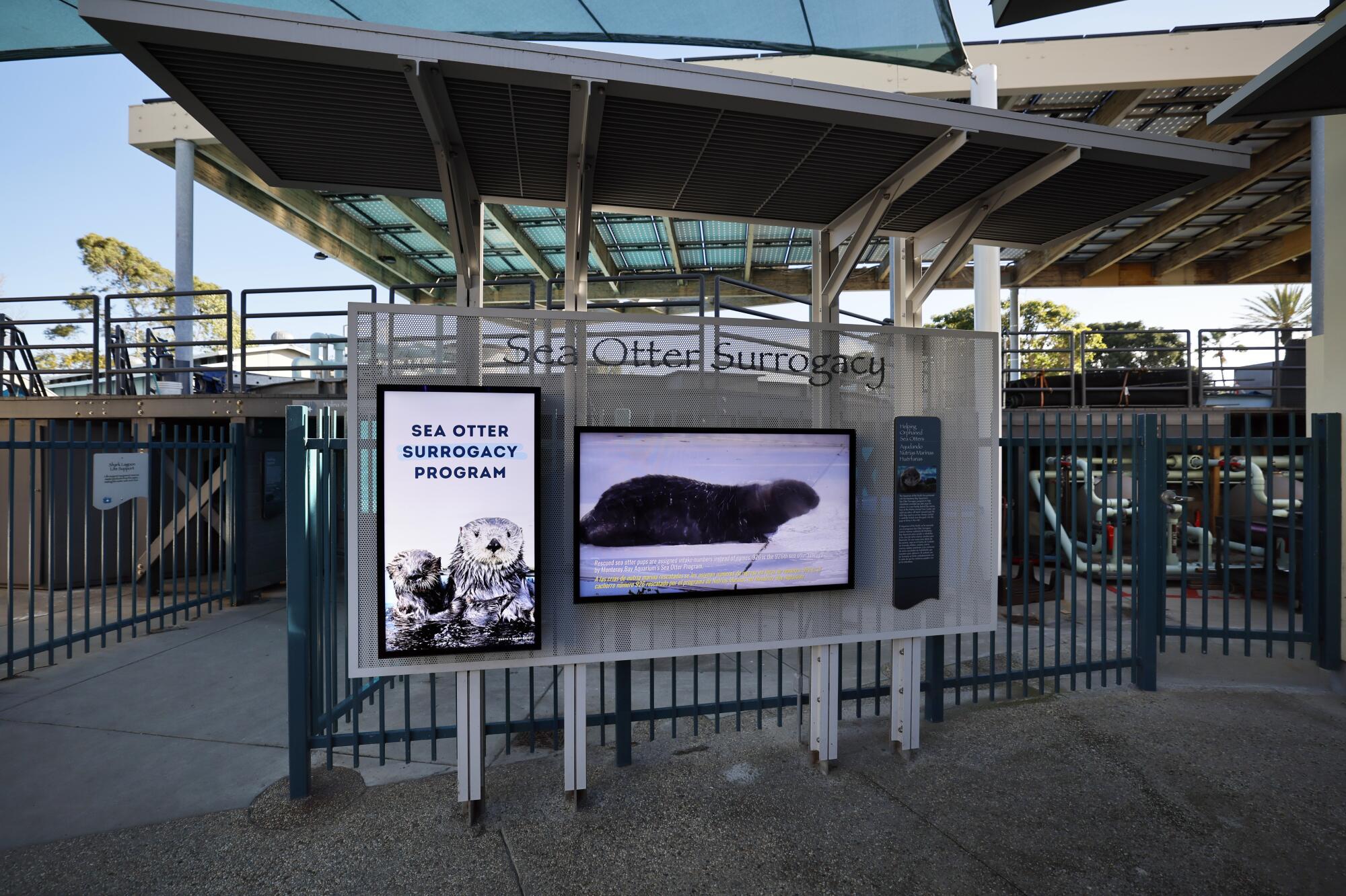 Ein Blick auf die Ausstellung des Leihmutterschaftsprogramms für Seeotter im Aquarium of the Pacific in Long Beach. 