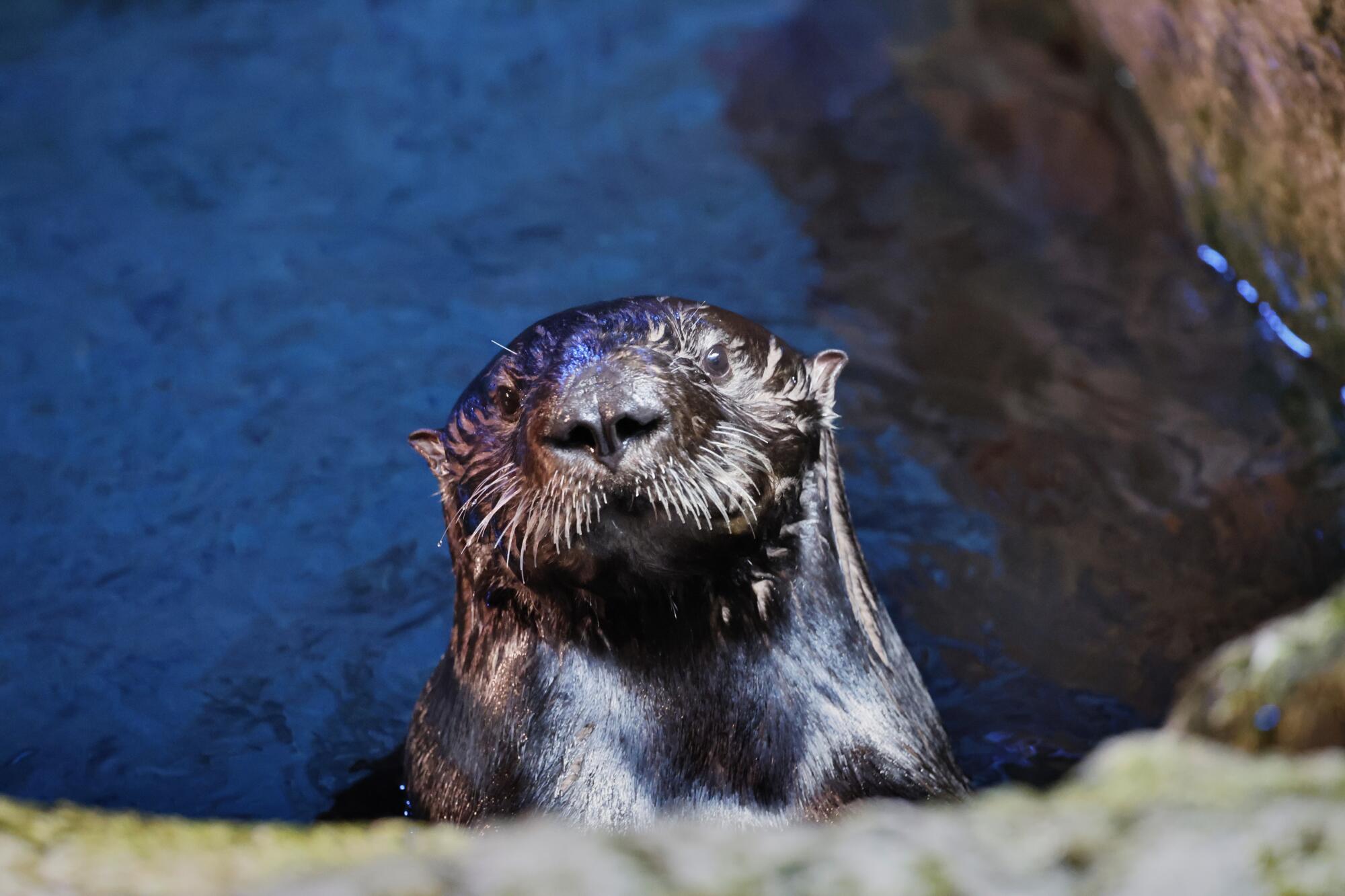 Ein Otter blickt neugierig auf Besucher im Lebensraum der Seeotter im Aquarium of the Pacific in Long Beach. 
