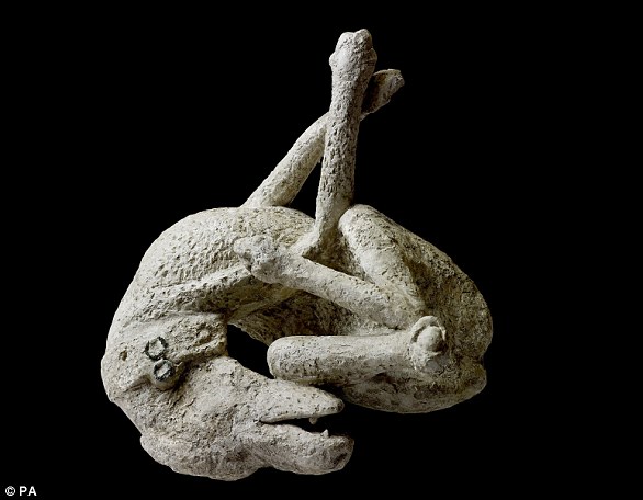 Ein Gipsabdruck eines Hundes aus dem Haus des Orpheus, Pompeji, 79 n. Chr. Etwa 30.000 Menschen sollen in dem Chaos umgekommen sein, und bis heute werden immer noch Leichen entdeckt.