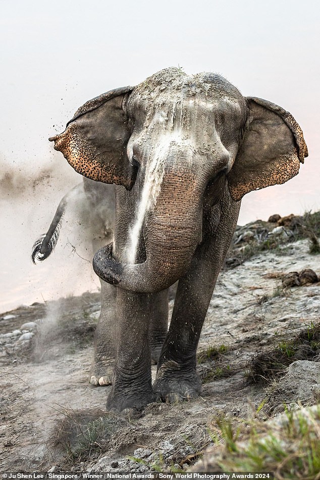 Elephants often cover themselves in dust or mud to help protect their skin against heat and sun. This one was captured in the middle of such a dirt bath.
