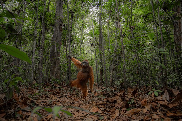 The orangutan is a member of the great ape family. The critically endangered primate lives in the forests of Borneo and Sumatra. This photo caught an orangutan swinging on a tree trunk like Gene Kelly in Singin' in the Rain.
