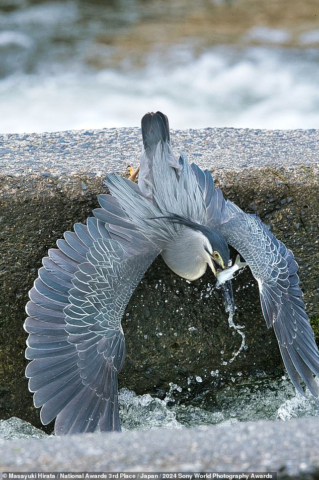Japanese photographer Masayuki won third prize in his country with this photograph of a heron on a sea wall, clutching onto the concrete with its talons while snatching a fish from the water.