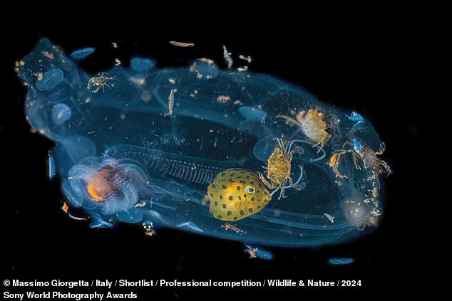 One of five images in a series, this photo shows fish, crabs, and all sorts of sea creatures taking refuge on the body of a tunicate jellyfish. To take the photos, Massimo Giorgetta lowered a light into the deep ocean and used it to attract animals.