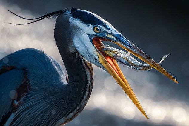 Caught mid-meal, this great blue heron tosses a fish down its throat. Herons fish by creeping along slowly, gazing down at the shallow water for small fish. Then they strike like lightning, pulling the fish from the water.
