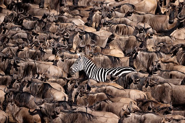 A single zebra in the midst of a herd of wildebeests. Every year, wildebeests embark on a mass migration, and sometimes they pick up hitchhikers along the way.
