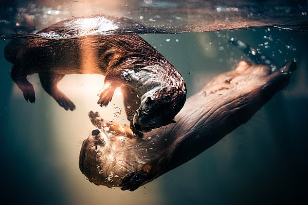 Two river otters play together under water. Their fur repels water, giving them a surreal, smooth appearance when photographed underwater.