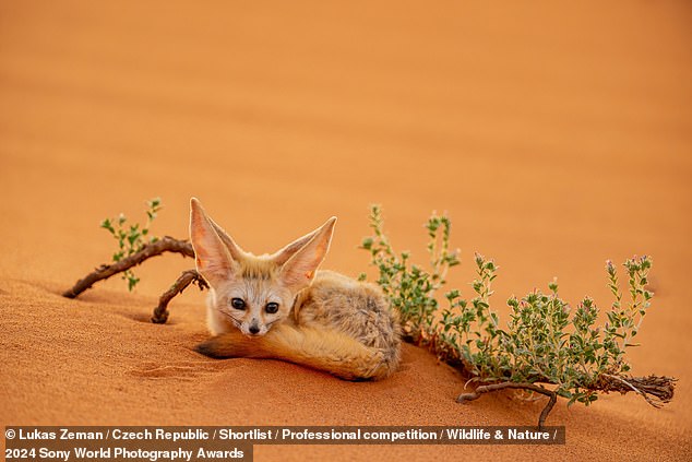 This photo, one in a series of seven, shows a fennec fox in the North African Sahara Desert. These small mammals have adapted to live with very little water.