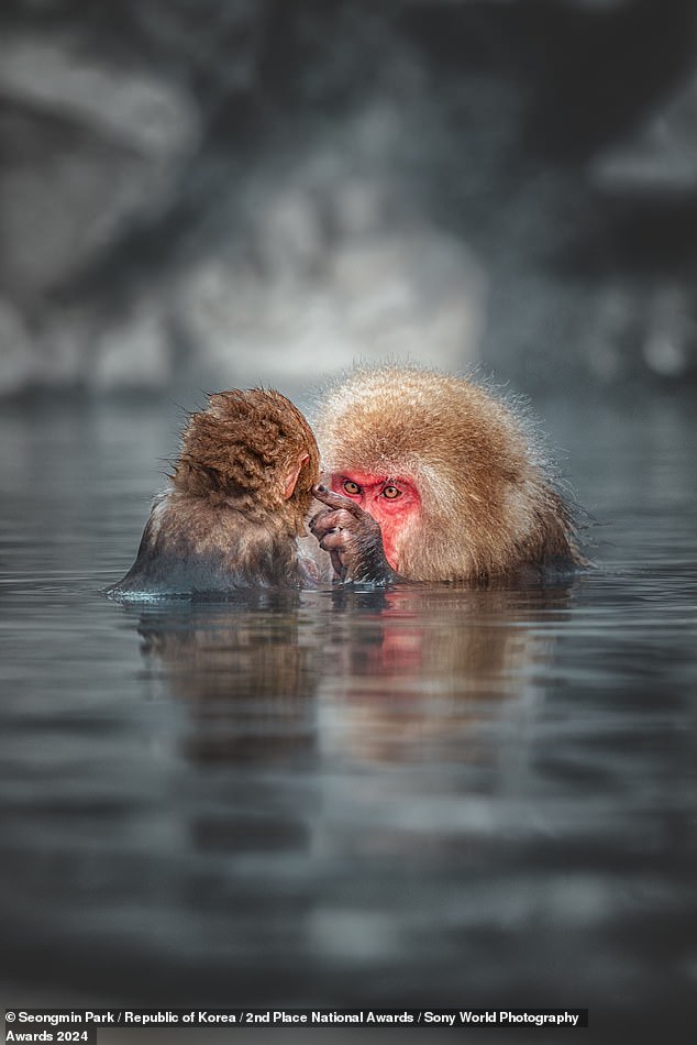 A parent and child Japanese macaque are almost fully submerged in a hot spring. They spend much of their time in these naturally warm waters in winter.