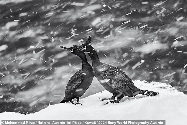 These European shag birds turned their faces into the blowing snow. Captured with a slow shutter speed, the snowflakes can almost be seen in motion.