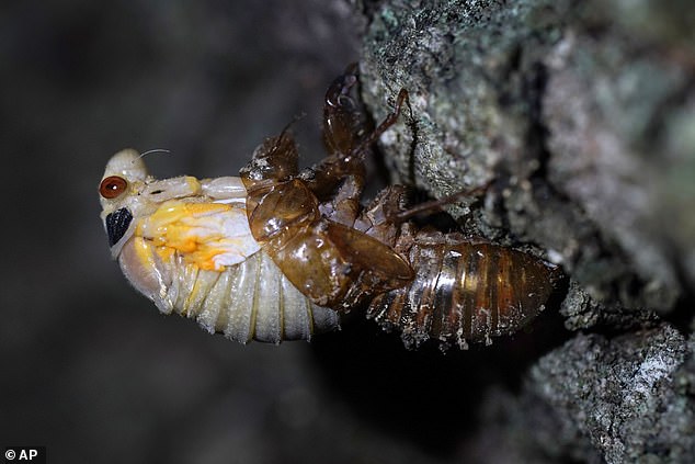 Nymphen tauchen aus dem Boden auf, häuten sich und werden zu geflügelten Erwachsenen.  Ihre Schuppen-Exoskelette sind überall zu finden.