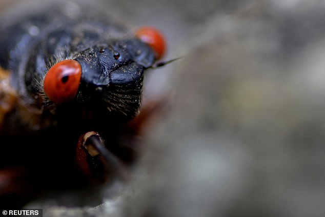 Ausgewachsene Zikaden erkennt man an ihren großen roten Augen und ihren spitzenartigen, zellophanartigen Flügeln.  Sie sind langsam und daher eine leichte Beute für Vögel.