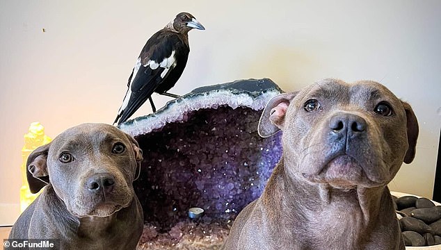 Die Wildtierbehörden beschlagnahmten den auf Instagram berühmten Vogel (Bild in der Mitte) aufgrund von Vorwürfen, die Elster sei auf ihrem Grundstück an der Gold Coast unrechtmäßig gehalten worden