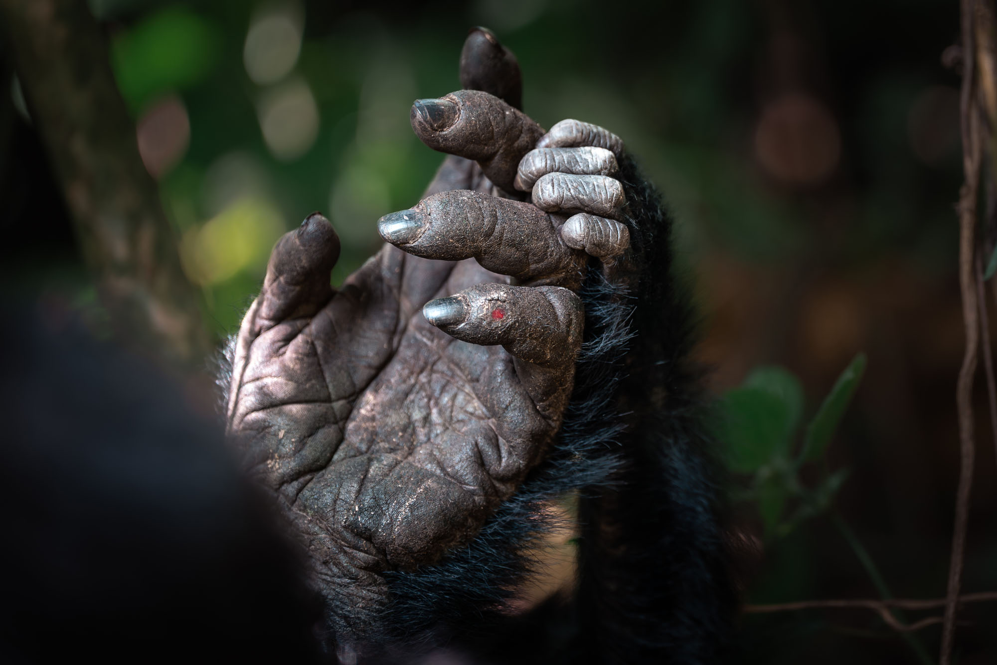 Die Hände einer Mutter und eines kleinen Gorillas, gesehen im Bwindi Impenetrable Forest, Uganda