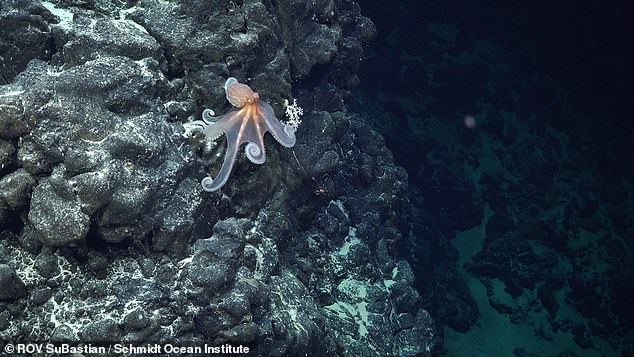 Die Forscher kartierten 10 der 110 Seamounts – Unterwasserberge, aus denen der Bergrücken besteht