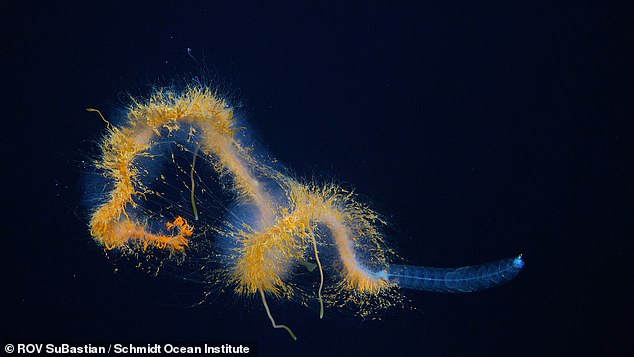 Siphonophore wie dieser Galaxy Siphonophor (im Bild) sind Kolonien hochspezialisierter Organismen, die zusammenarbeiten, um riesige Tiere zu bilden
