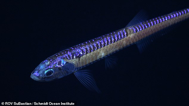 Forscher entdeckten außerdem einen im Dunkeln leuchtenden Tiefsee-Drachenfisch (Bild), einen wilden Spitzenräuber, der außerhalb des Sonnenlichts lebt